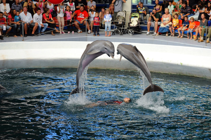 Дельфинарий в Приморском парке, Варна