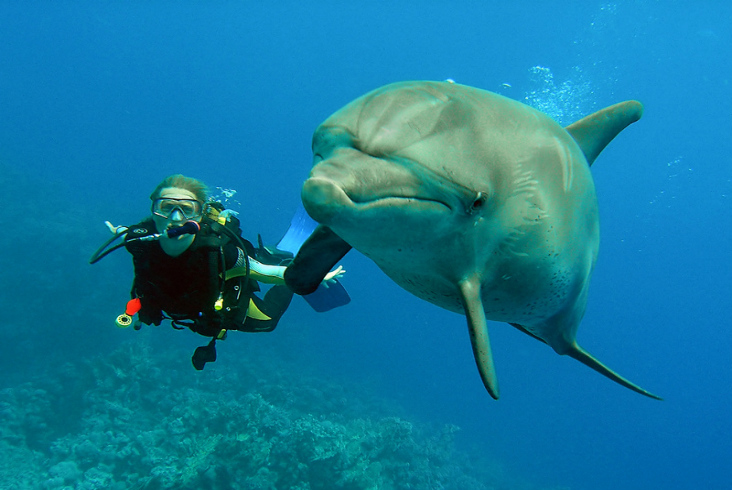 Bulgarian Black Sea Coast - Amazing underwater world of the Black Sea